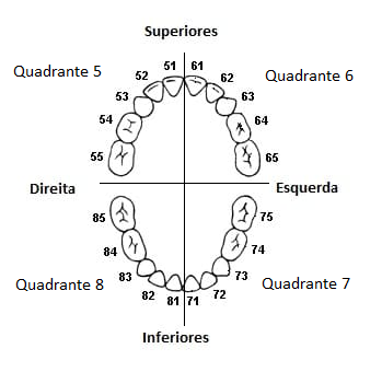 → Nome E Numeração Dos Dentes: Aprenda AGORA - Dr. Wilson Correia